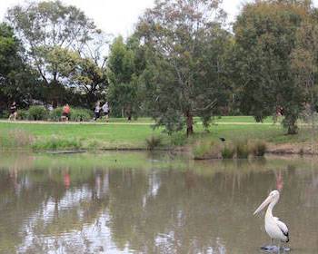 Image of a lake with a pelican and grass and trees in the background
